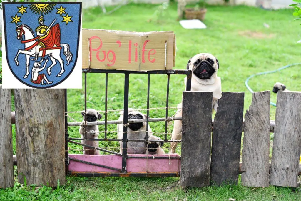 Mops Züchter mit Welpen Bad Ems, Rheinland-Pfalz