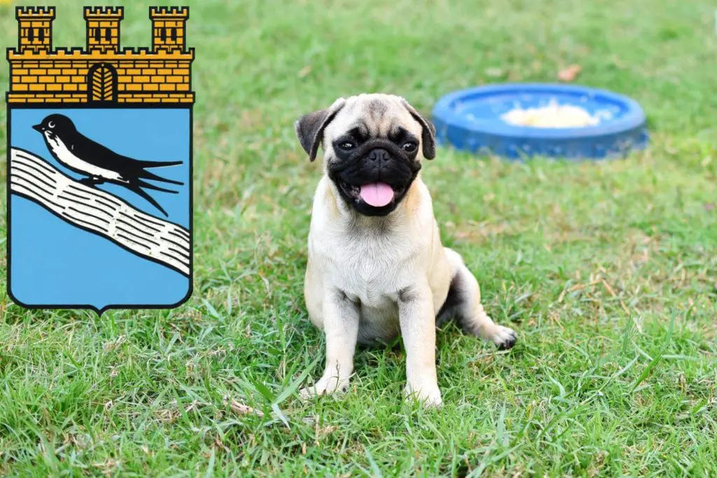 Mops Züchter mit Welpen Bad Schwalbach, Hessen