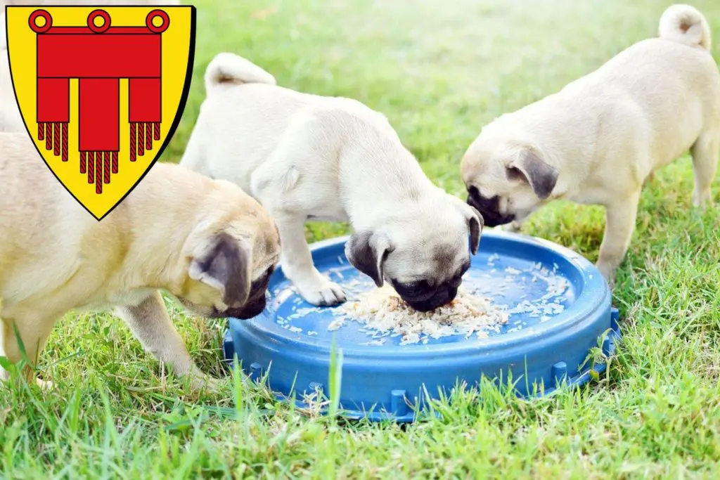 Mops Züchter mit Welpen Böblingen, Baden-Württemberg