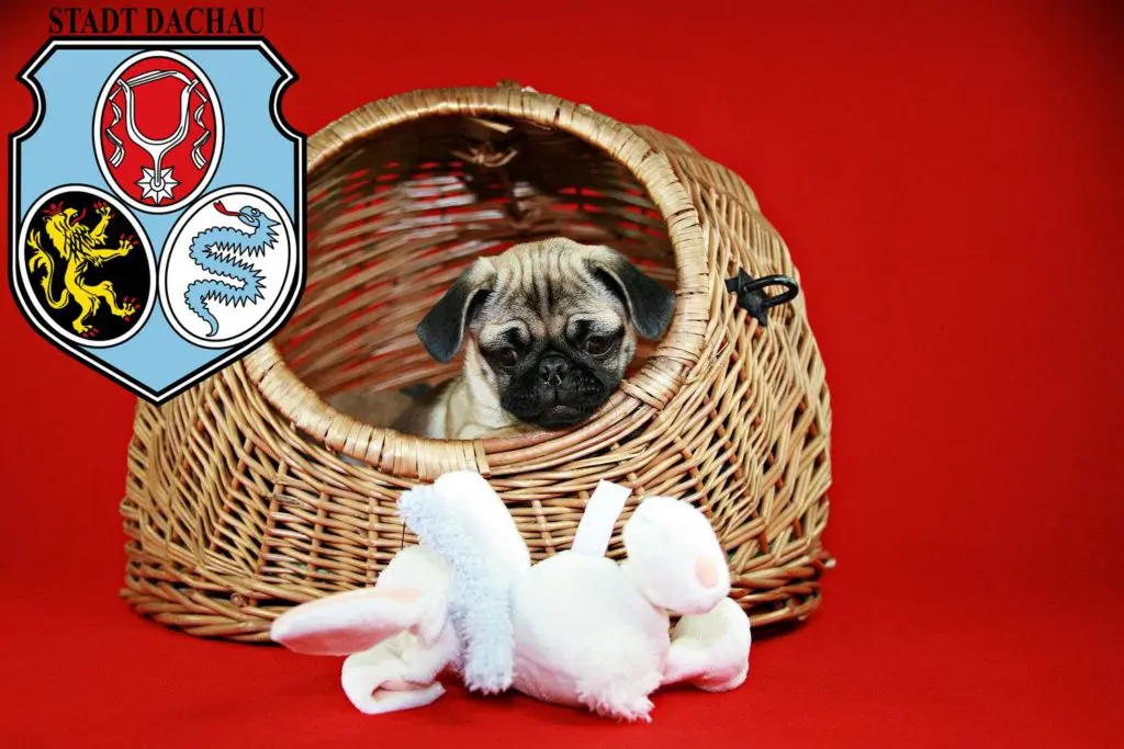 Mops Züchter mit Welpen Dachau, Bayern