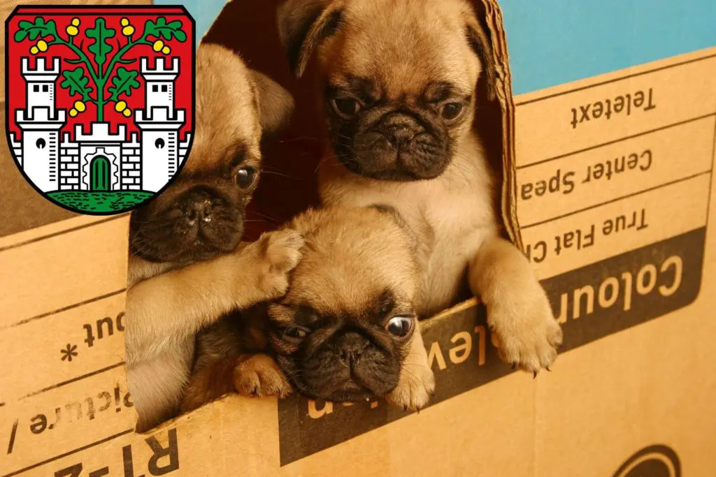 Mops Züchter mit Welpen Eichstätt, Bayern