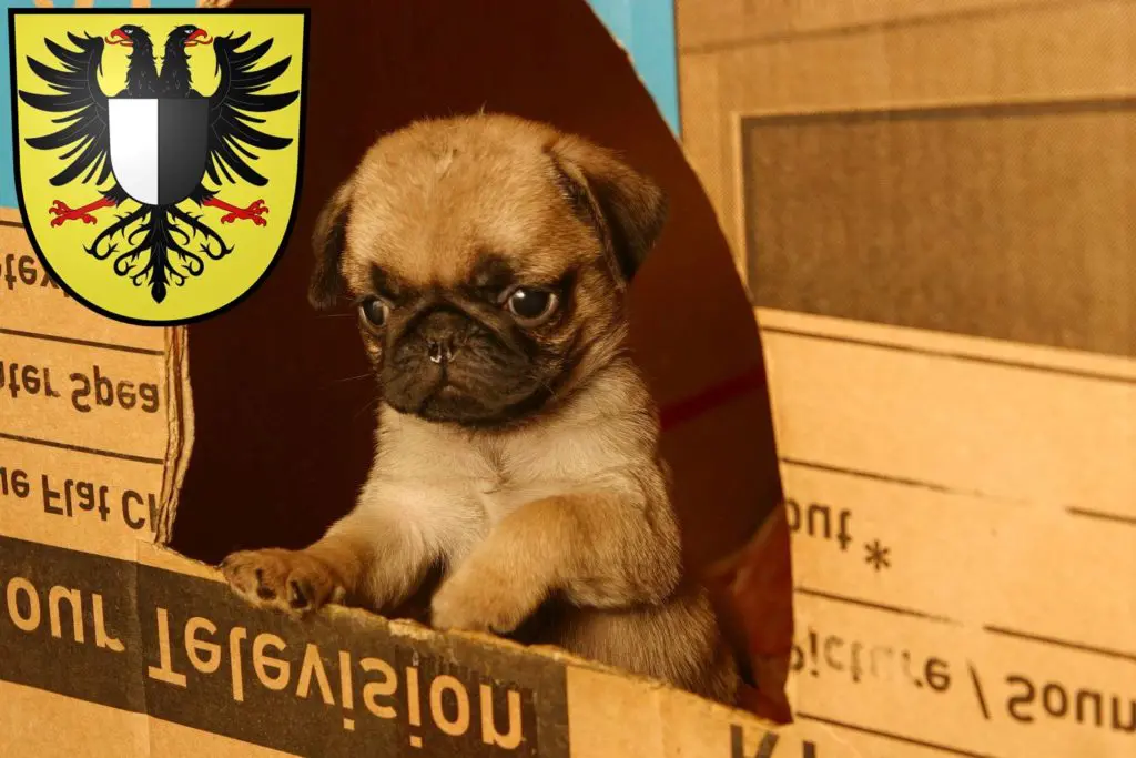 Mops Züchter mit Welpen Friedberg (Hessen), Hessen