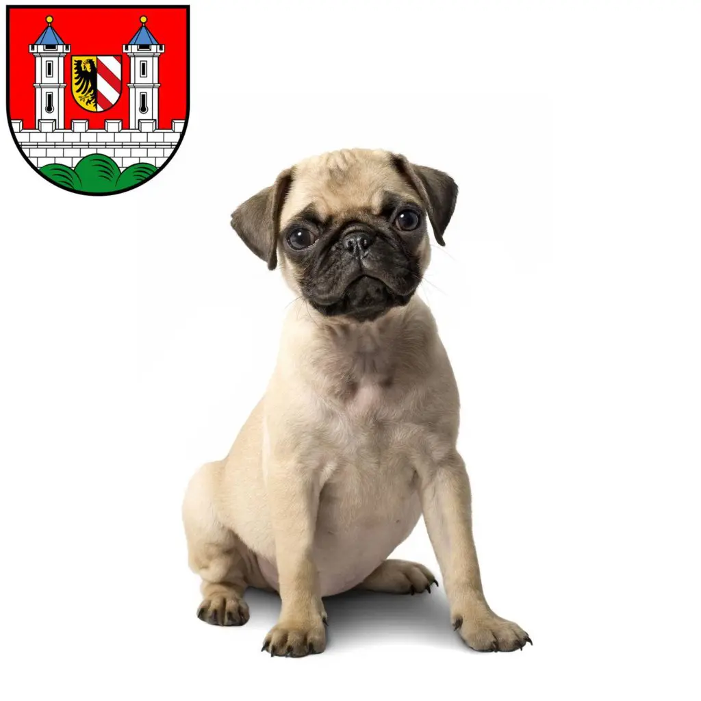 Mops Züchter mit Welpen Lauf an der Pegnitz, Bayern