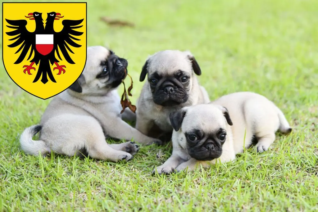 Mops Züchter mit Welpen Lübeck, Schleswig-Holstein