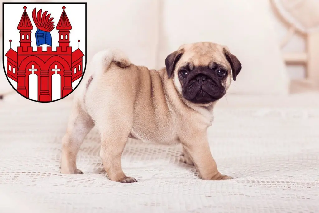 Mops Züchter mit Welpen Neubrandenburg, Mecklenburg-Vorpommern