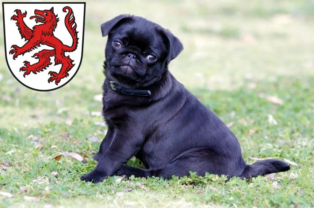 Mops Züchter mit Welpen Passau, Bayern