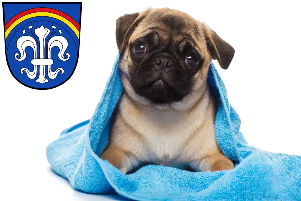 Mops Züchter mit Welpen Regen (Stadt), Bayern