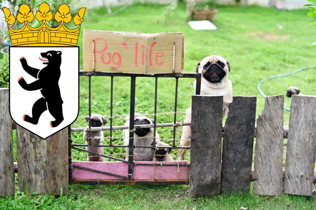 Mops Züchter mit Welpen Reinickendorf, Berlin
