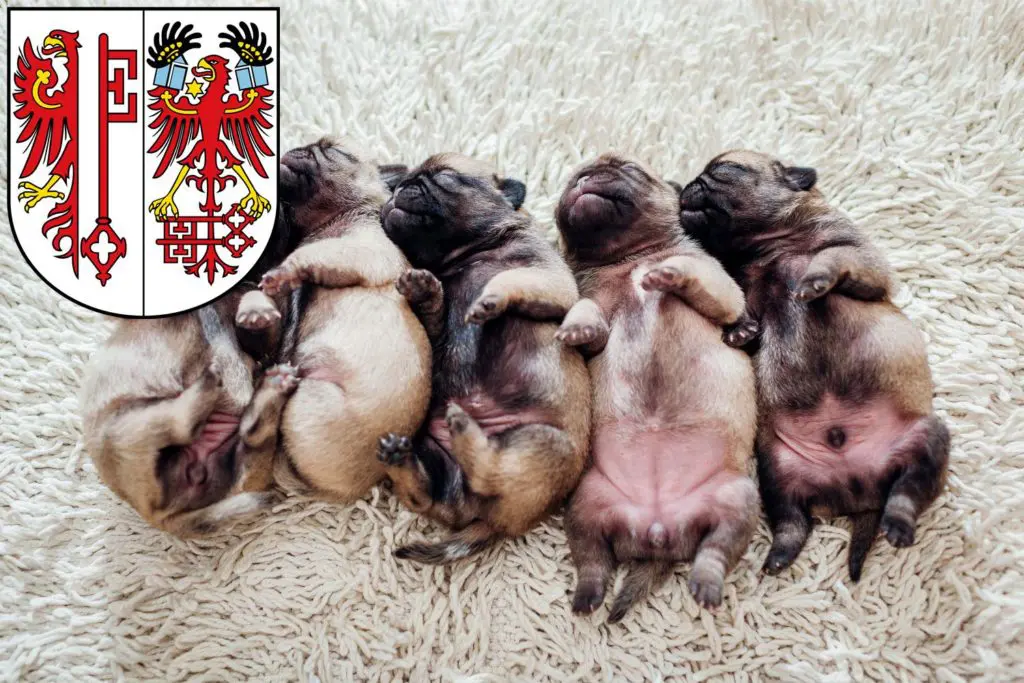 Mops Züchter mit Welpen Salzwedel, Sachsen-Anhalt