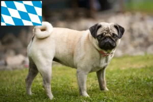 Mehr über den Artikel erfahren Mops Züchter und Welpen in Bayern