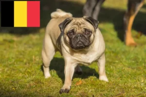 Mehr über den Artikel erfahren Mops Züchter und Welpen in Belgien