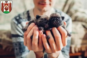 Mehr über den Artikel erfahren Mops Züchter und Welpen in Frankfurt (Oder)