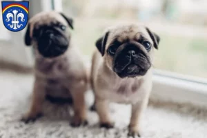 Mehr über den Artikel erfahren Mops Züchter und Welpen in Regen (Stadt)