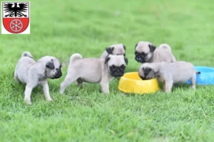 Mehr über den Artikel erfahren Mops Züchter und Welpen in Sömmerda