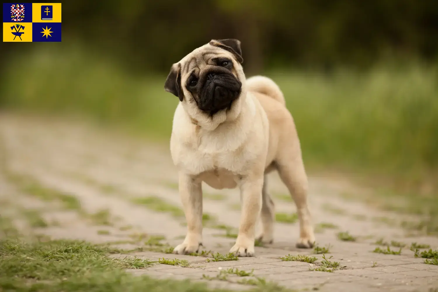 Mehr über den Artikel erfahren Mops Züchter und Welpen in Zlín